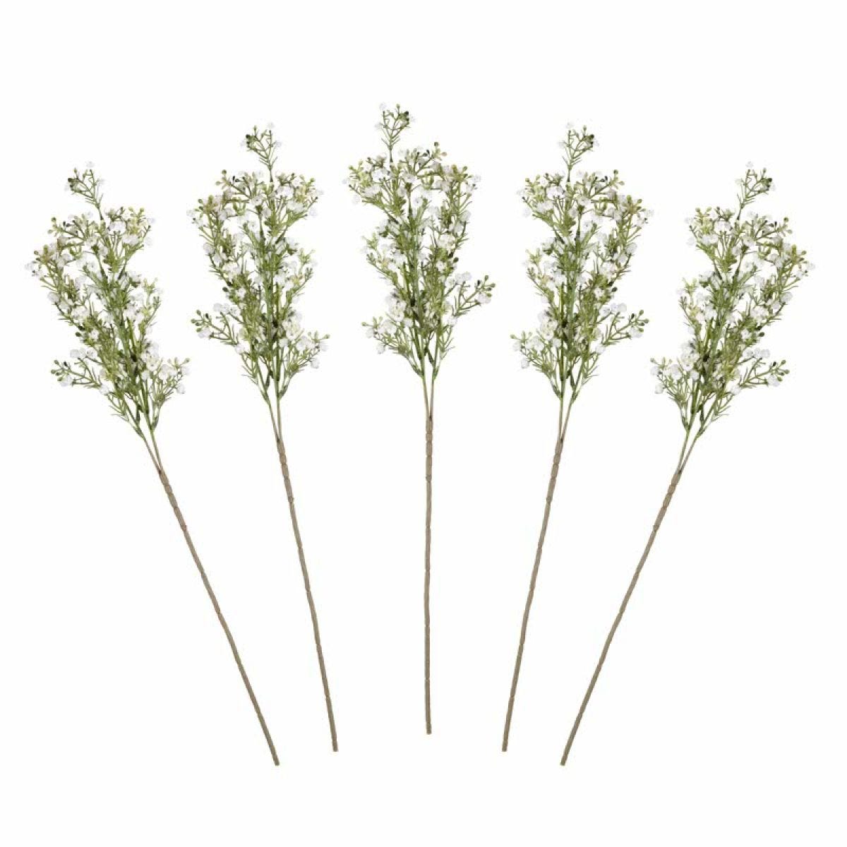 Gypsophilia Foliage Stems (5pk)