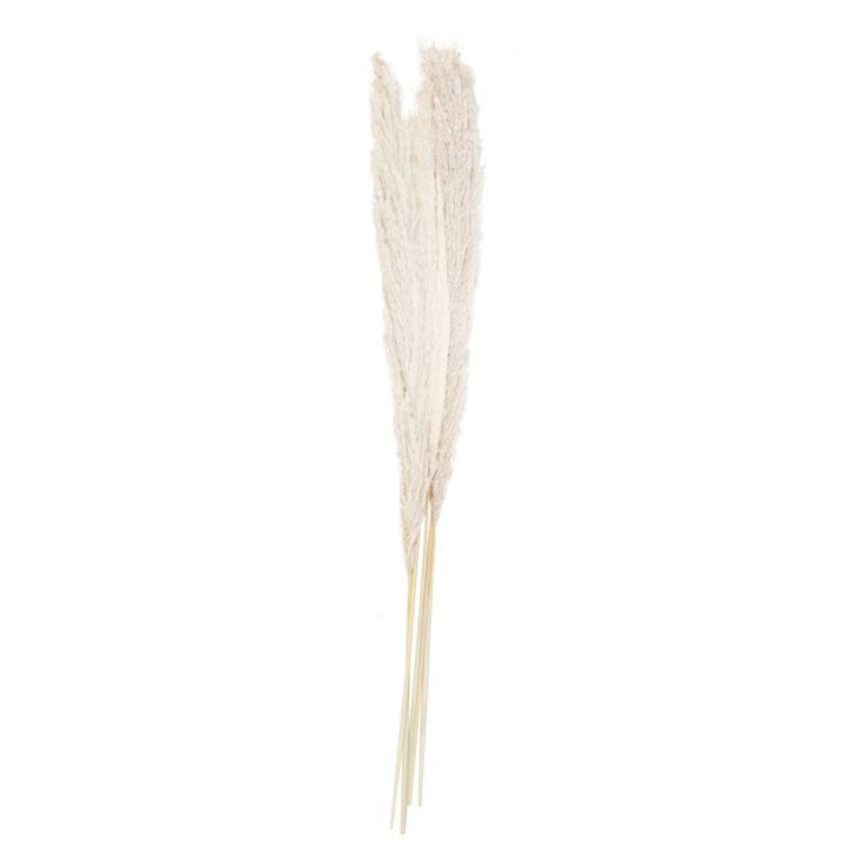 A Touch Of Pampas Bleached Pampas Grass (5pk)