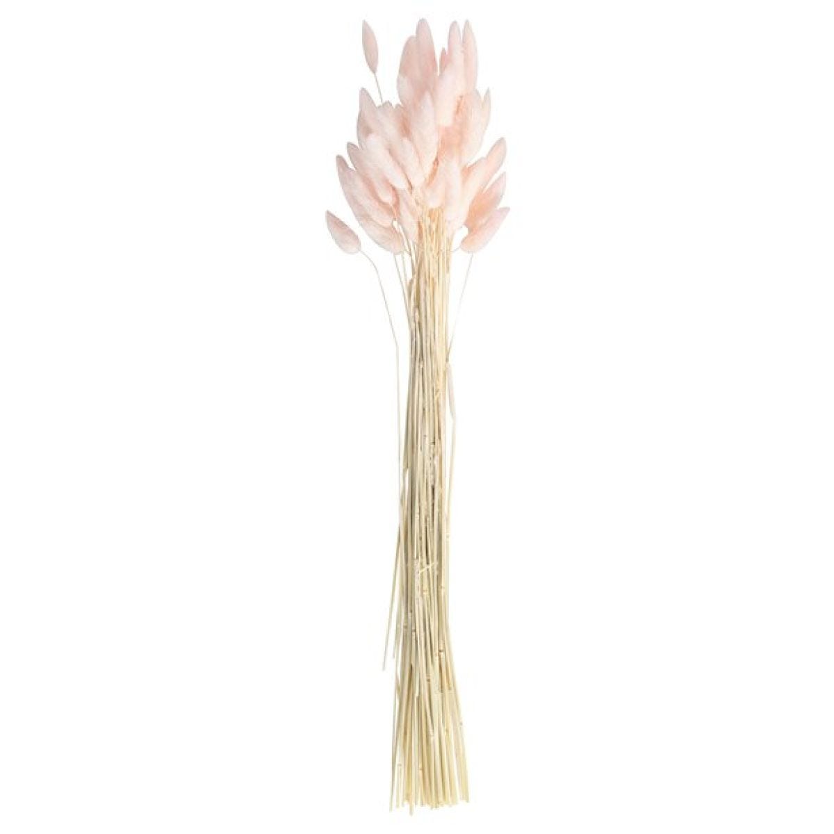 A Touch Of Pampas Blush Pink Dried Bunny Tail Grass (20pk)