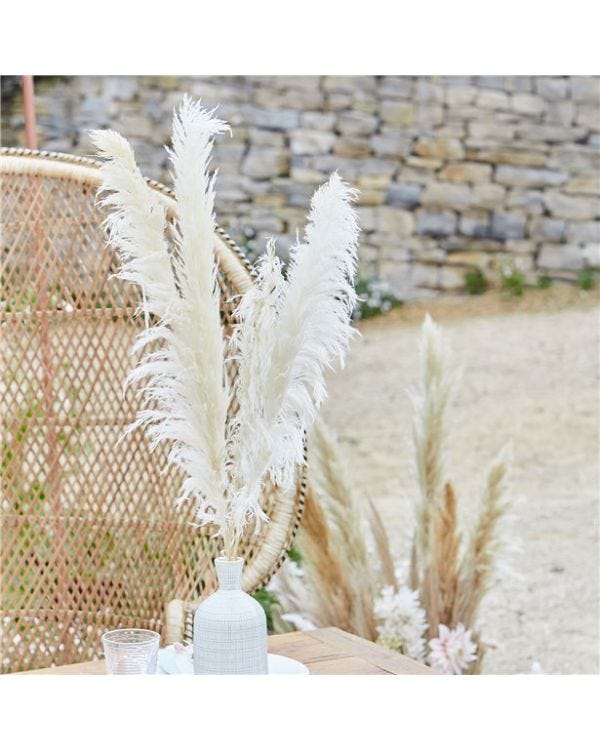 A Touch Of Pampas Bleached Pampas Grass (5pk)