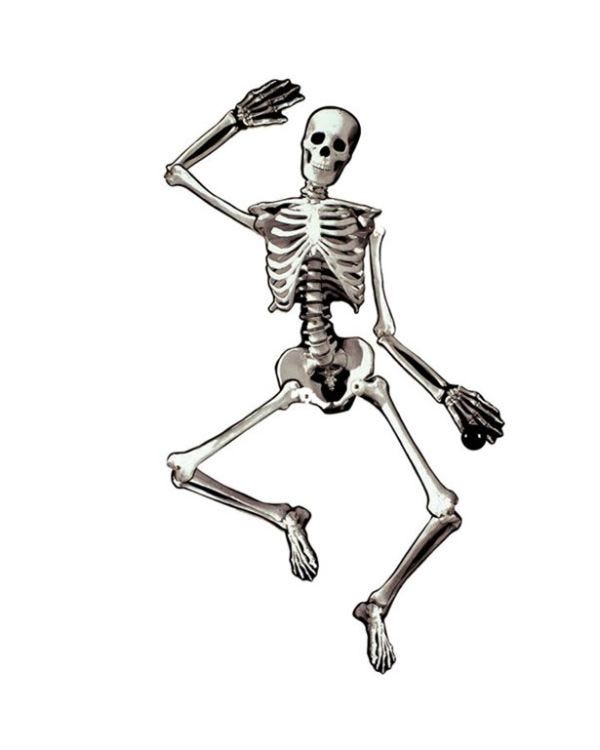 Jointed Card Skeleton - 1.2m