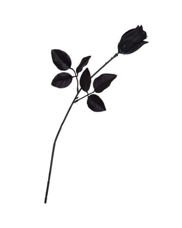Rose Black